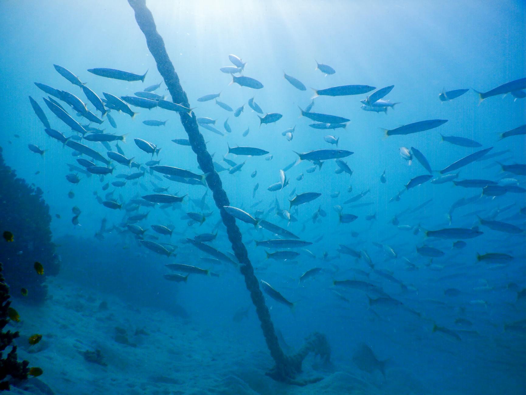 school of fish underwater, illustrating: Scorpio, transformation, Scorpio season, Hellenistic astrology, and renewal