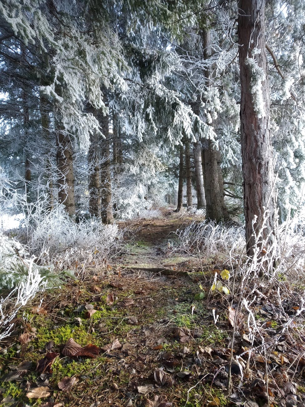 serene frosty forest path in winter, evoking: Odin, Norse God, Sagittarius, wisdom, and wandering
