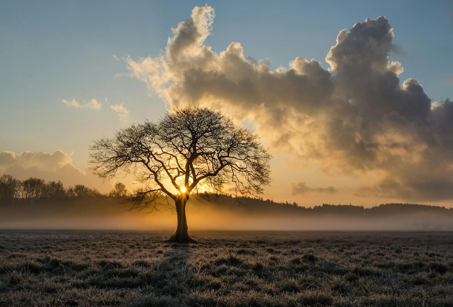 dark clouds over tree