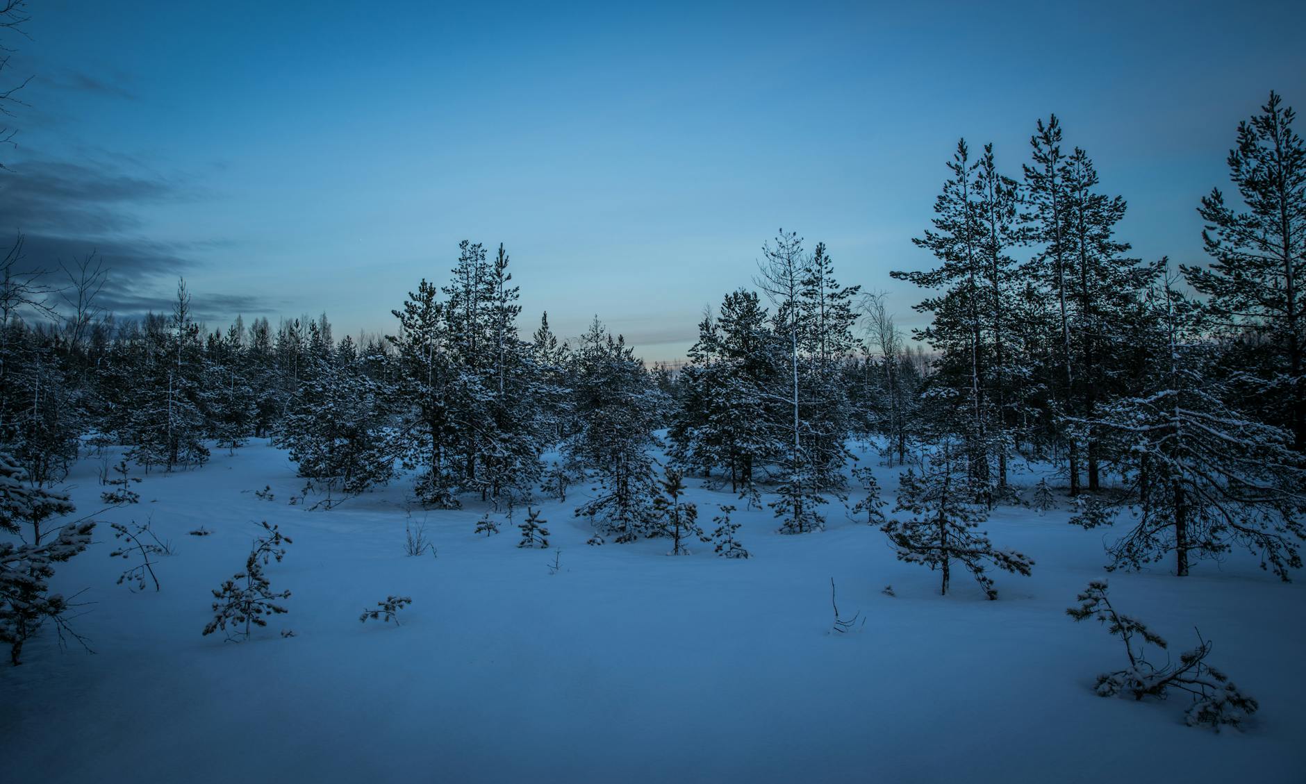 green pine trees with snow photography, evoking: winter solstice, end of the year, seasonal awareness, yearly cycle, and clarity