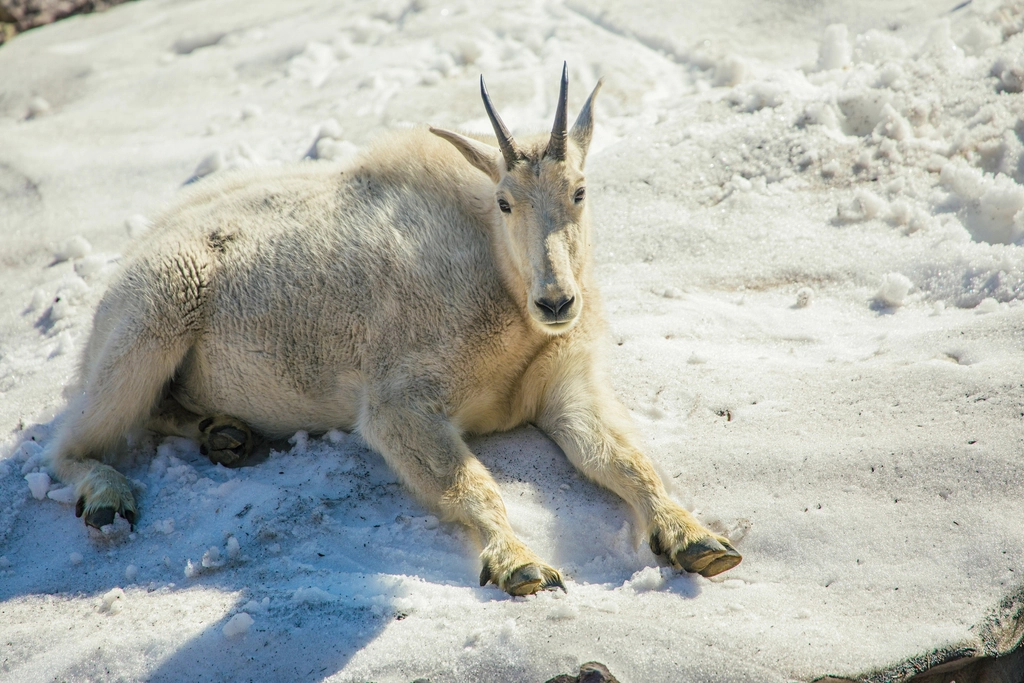 Mountain Goat — Oreamnos americanus, evoking: Capricorn, winter solstice, zodiac, astrological sign, and the solar cycle
