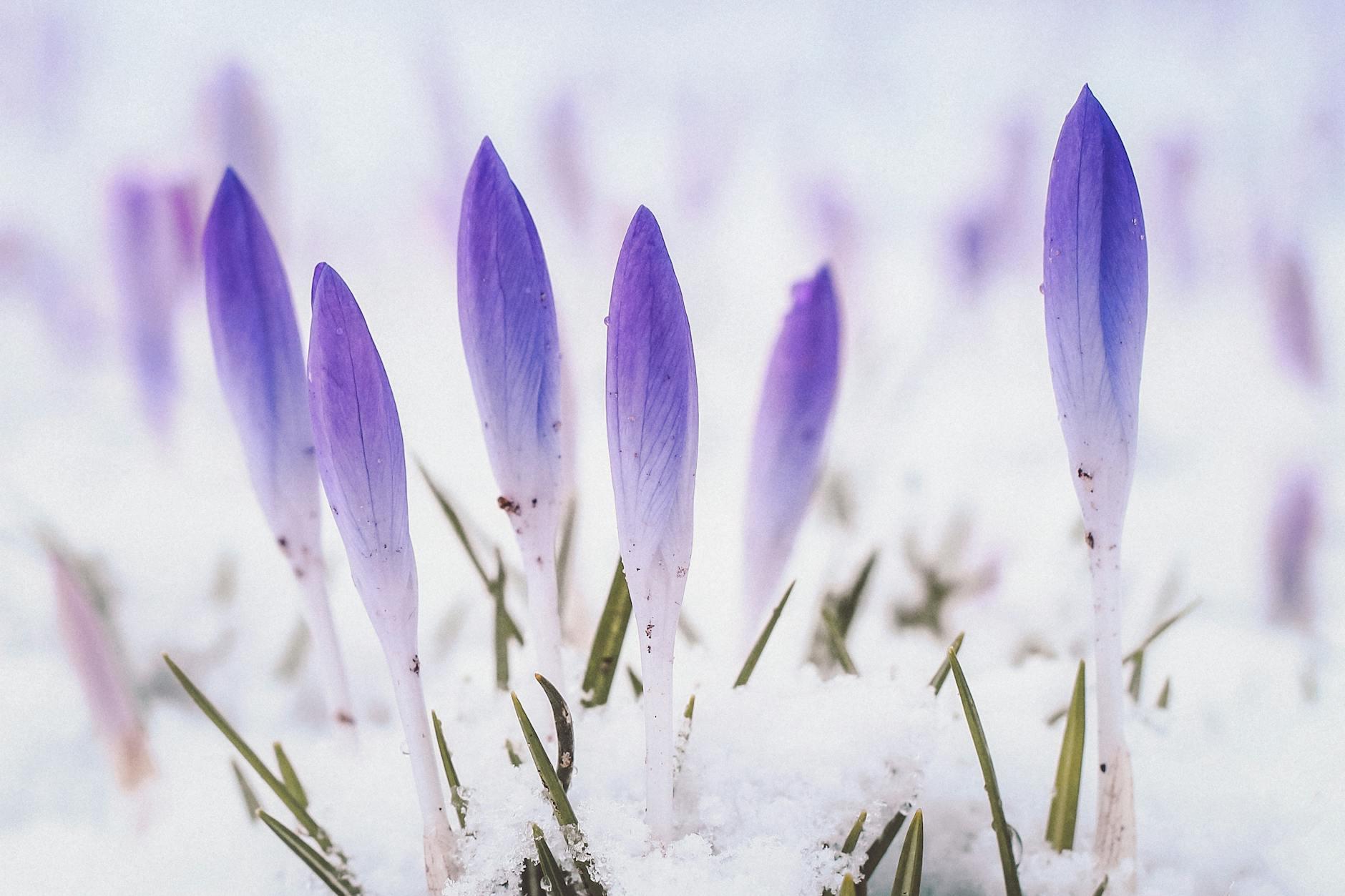purple crocus flowers in the snow, illustrating: Aquarius, visionary, Hellenistic Astrology, Zodiac Signs, and Aquarius Season