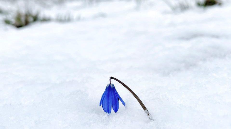 blue flower on snow covered ground, illustrating: Feb. 2026, February, 2026, Astrology, and Imbolc