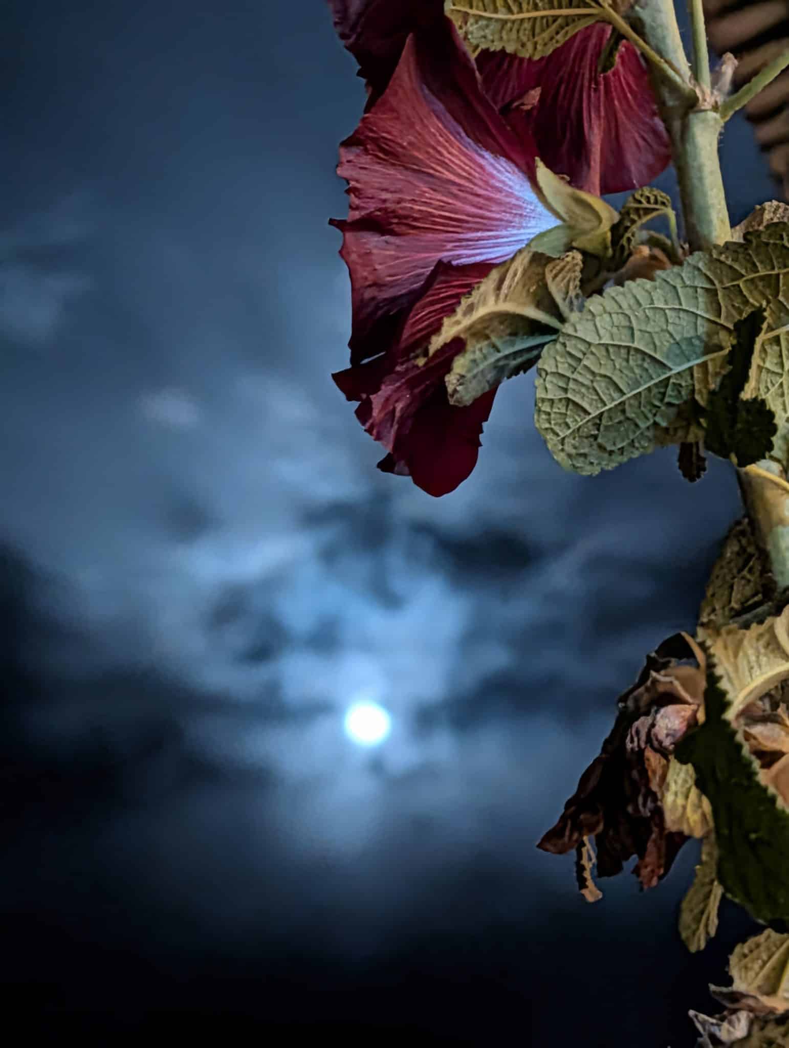 Fool moon and hibiscus flower, photo taken by mayryanna